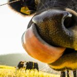 Santa Catarina renova medida para proteger indústria leiteira e garantir competitividade dos produtores locais