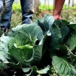 Agricultura familiar receberá R$ 60 milhões para produção de bioinsumo