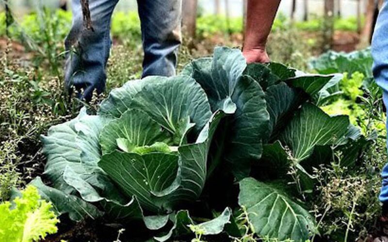 Agricultura familiar receberá R$ 60 milhões para produção de bioinsumo