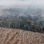 Apenas 7% de ações judiciais de grilagem na Amazônia têm condenação
