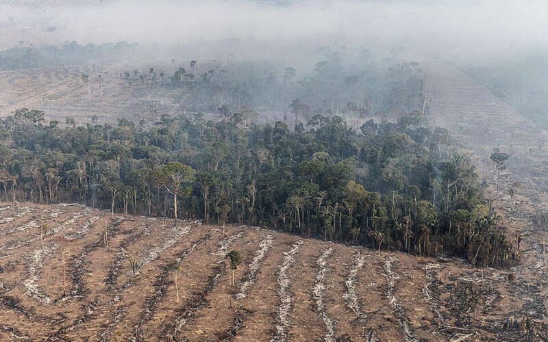 Apenas 7% de ações judiciais de grilagem na Amazônia têm condenação