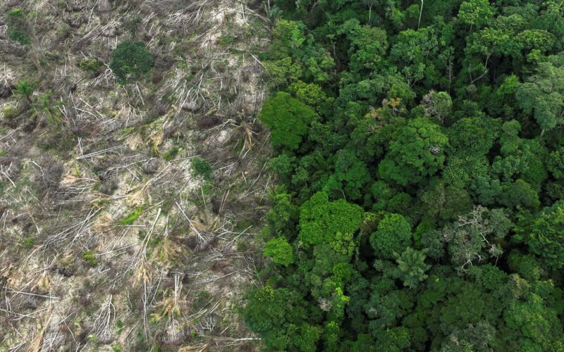 Brasil perdeu 111,7 milhões de hectares de áreas naturais em 40 anos