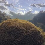 Calor, acidez das águas e pouco alimento ameaçam ecossistemas marinhos