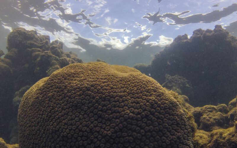 Calor, acidez das águas e pouco alimento ameaçam ecossistemas marinhos