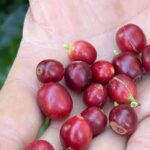 China habilita 183 empresas brasileiras a exportar café para o país