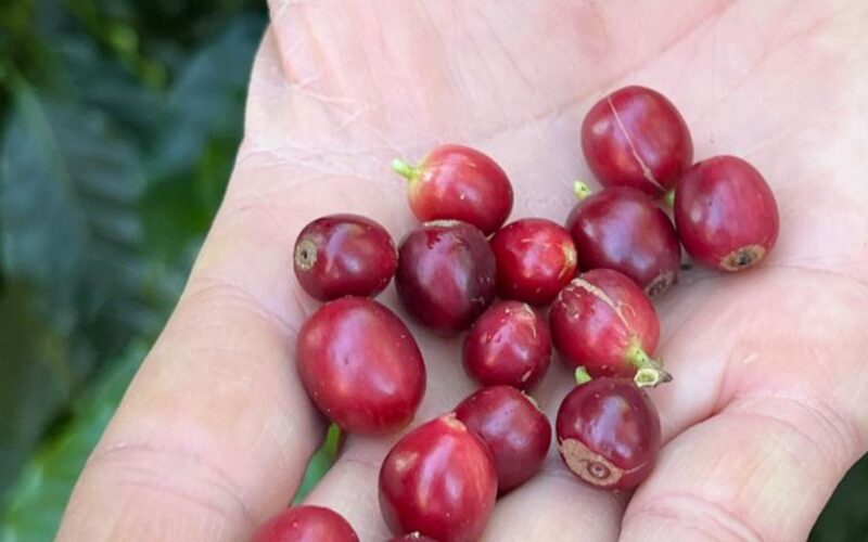China habilita 183 empresas brasileiras a exportar café para o país
