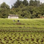 Comissão debate manifesto das cooperativas da agricultura familiar para a COP 30 – Notícias