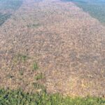 Desmatamento é responsável por mais de 28 mil mortes anuais por calor