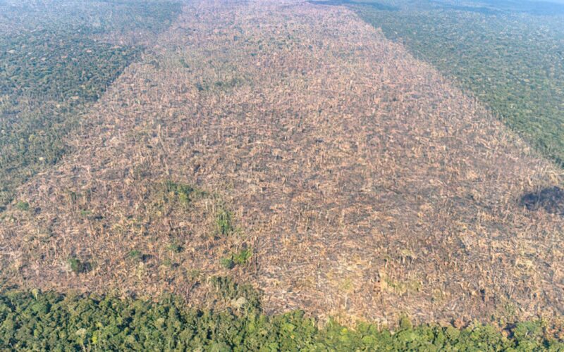 Desmatamento é responsável por mais de 28 mil mortes anuais por calor