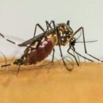 Doenças transmitidas por mosquitos serão “novo normal” na Europa