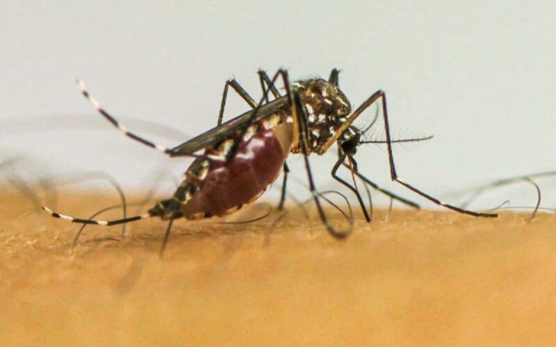 Doenças transmitidas por mosquitos serão “novo normal” na Europa