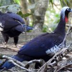 Em risco de extinção, jacutingas são devolvidas à natureza em SP