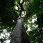 Lula sanciona lei do licenciamento ambiental com 63 vetos