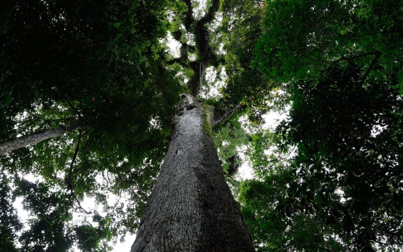 Lula sanciona lei do licenciamento ambiental com 63 vetos