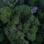 Países amazônicos defenderão fundo para preservar florestas