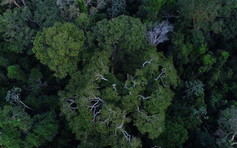 Países amazônicos defenderão fundo para preservar florestas