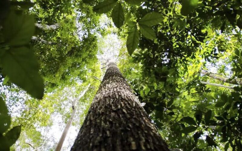 Países defendem fundo florestal com recursos carimbados para indígenas