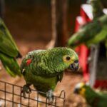 Polícia do Rio resgata 90 aves silvestres que seriam vendidas em feira