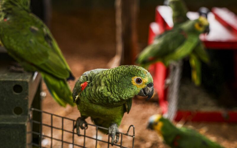 Polícia do Rio resgata 90 aves silvestres que seriam vendidas em feira