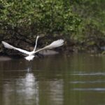 Reflorestamento permite volta de animais a mangue na Baía de Guanabara