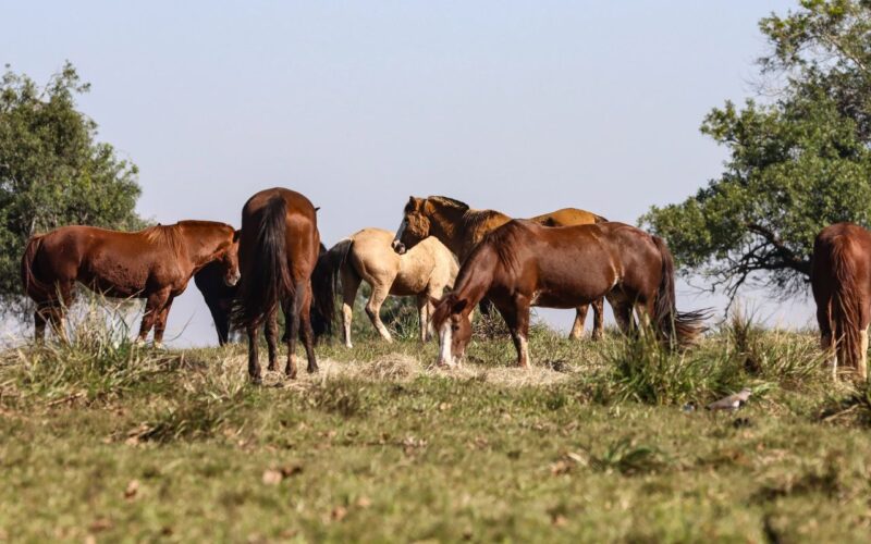 Três pessoas tiveram encefalite equina venezuelana no AM, diz Fiocruz