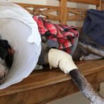 Câmara aprova projeto que tipifica exercício ilegal da veterinária