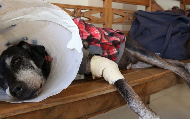 Câmara aprova projeto que tipifica exercício ilegal da veterinária