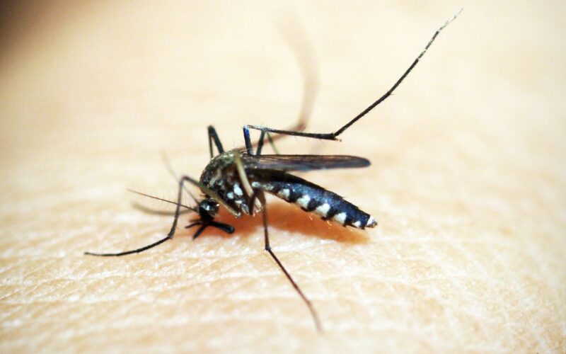 Casos de dengue e chikungunya custaram R$ 1,2 bi ao sistema de saúde