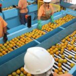 Exportação de produtos atingidos por tarifaço cai 22% em agosto