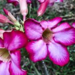 Hoje é Dia: início da primavera e datas ligadas à saúde são destaques