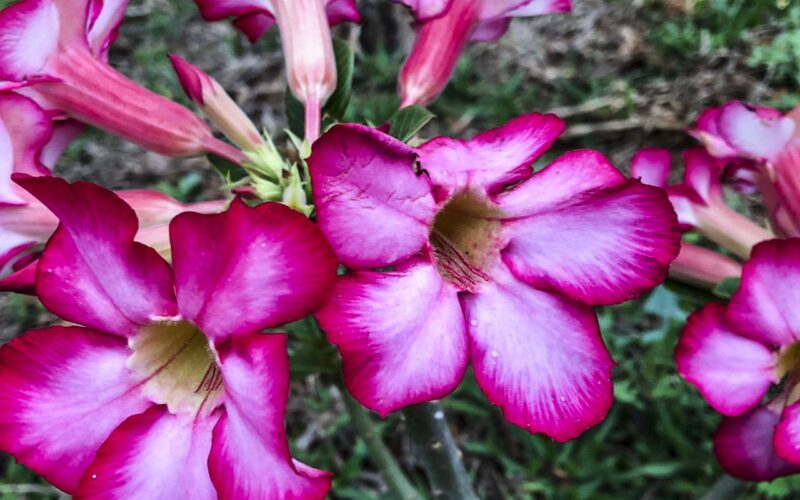 Hoje é Dia: início da primavera e datas ligadas à saúde são destaques