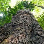 Mudança climática: gigantes da Amazônia podem ajudar cientistas