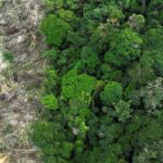 Pesquisa mede impacto de mudanças do clima e desmatamento na Amazônia