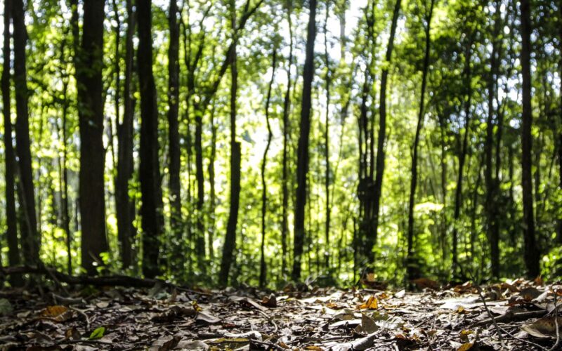Produção florestal do país cresce 16,7% e chega a R$ 44,3 bi em 2024