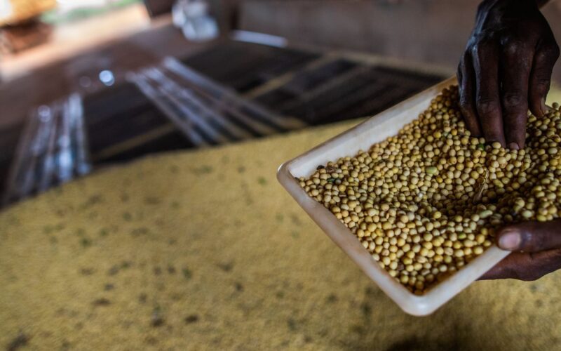 Sorriso, no MT, tem maior PIB agrícola do país; veja o ranking