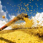 Valor da produção agrícola brasileira recua 3,9% em 2024, mostra IBGE