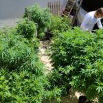 AGU pede mais tempo para regular uso da cannabis medicinal