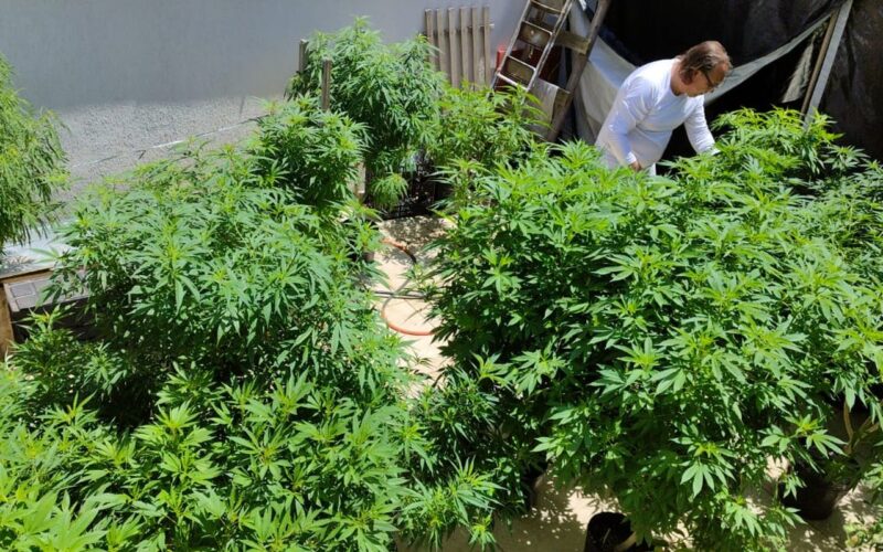 AGU pede mais tempo para regular uso da cannabis medicinal