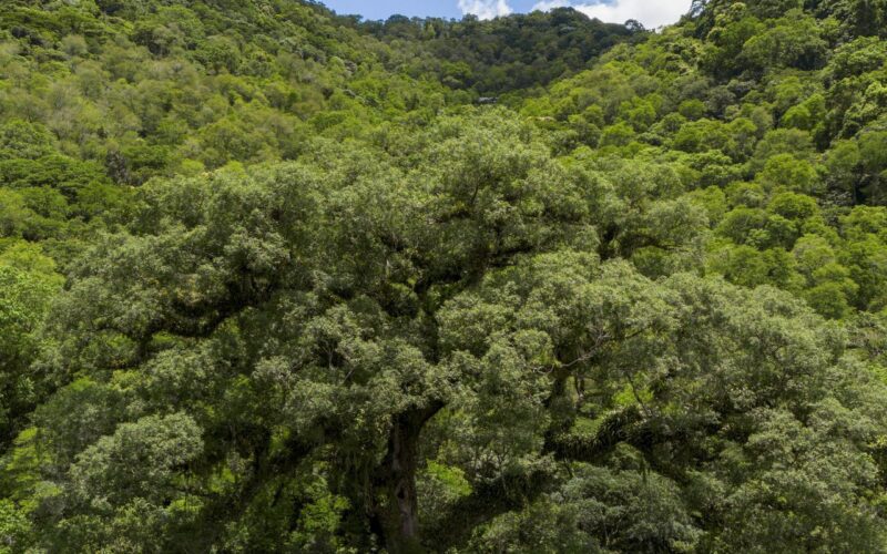 Mata Atlântica perde 2,4 milhões de hectares em 40 anos