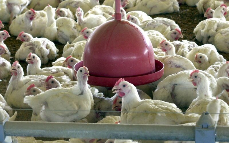 China suspende proibição de compra de carne de frango do Brasil
