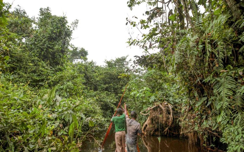 França lidera ação de US$ 2,5 bilhões para proteger floresta do Congo