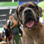 STF suspende lei sobre transporte aéreo de animais de apoio emocional