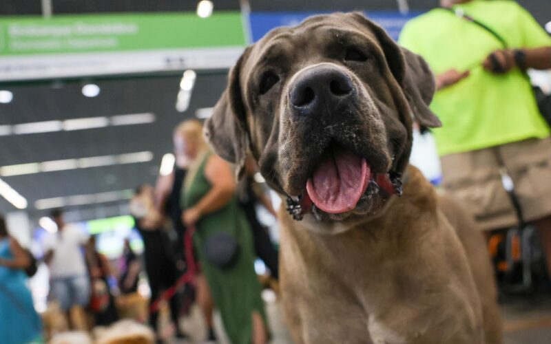 STF suspende lei sobre transporte aéreo de animais de apoio emocional