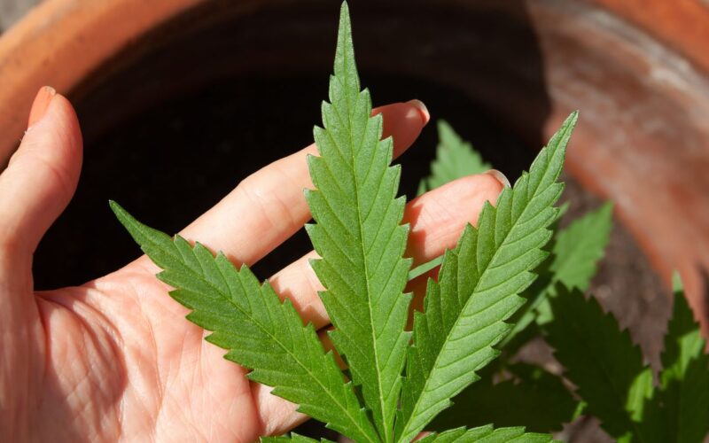 STJ adia prazo para regulamentação do plantio de cannabis medicinal